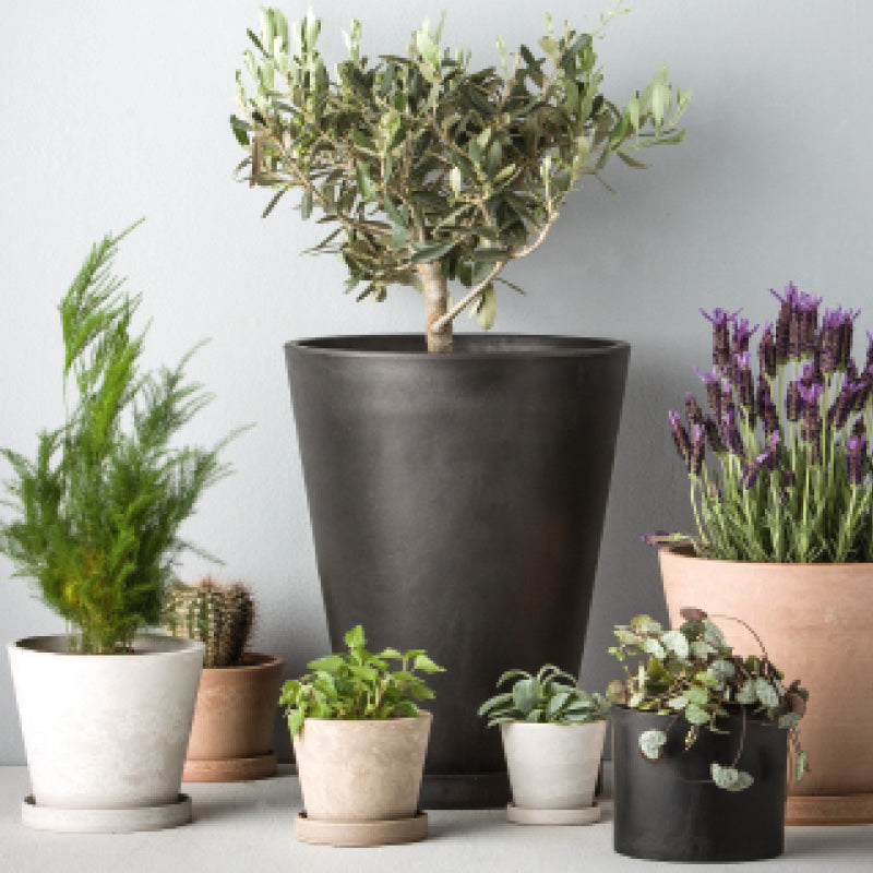 Scilla urtepotte H6,2 cm